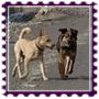 icon_dogs Собаки в Коломне