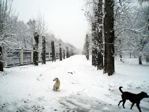 Коломна, парк мира, зима, собаки Коломна, парк мира, зима, собаки