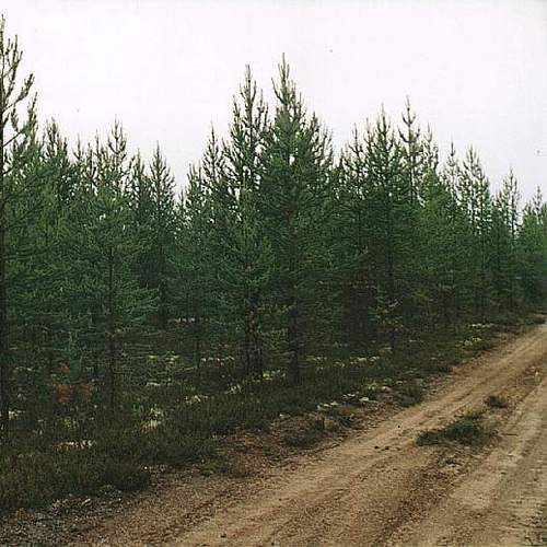 лес лес