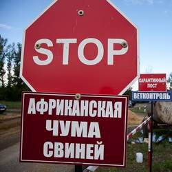 африканская чума свиньи