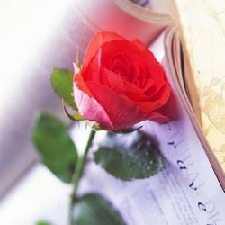 роза книга роза книга