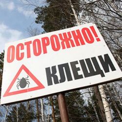 клещи клещи