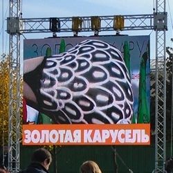 золотая карусель золотая карусель